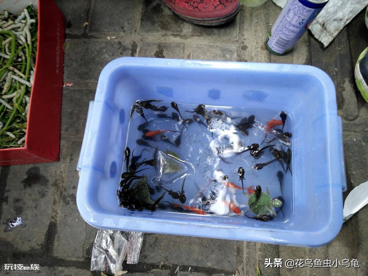 蝌蚪爱吃什么东西为主(家养小蝌蚪喂养什么食物更有营养)-图片4